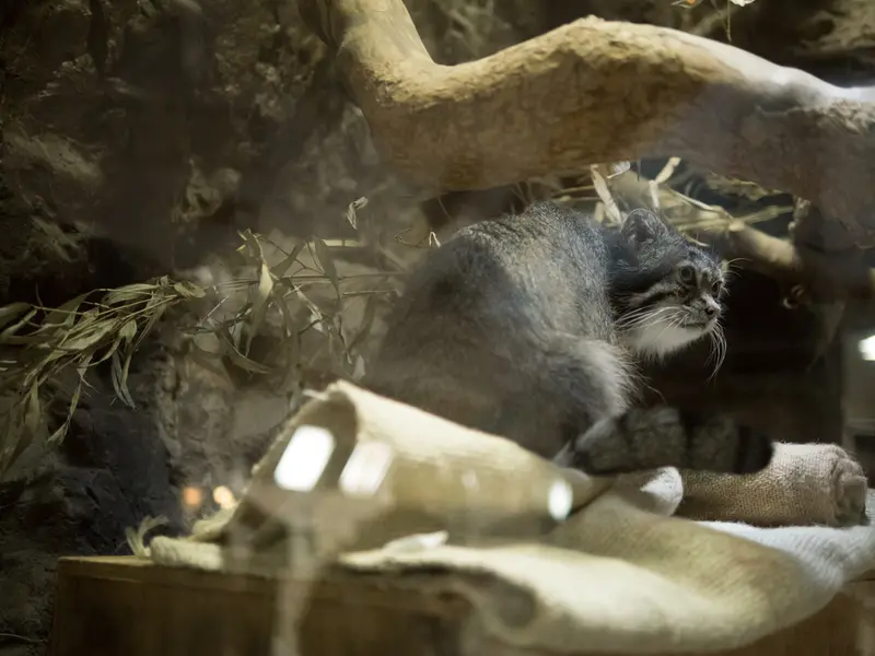 A photograph of Klyon in Ueno Zoological Gardens