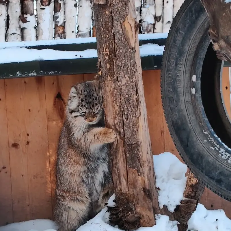 A photograph of a Pallas's cat in Novosibirsk Zoo