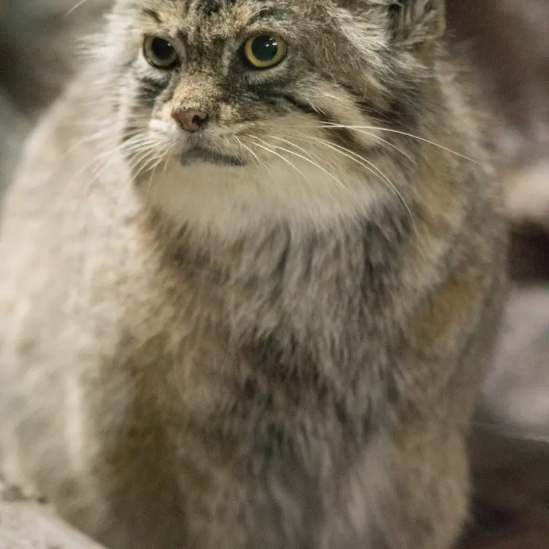A photograph of Primula in Ueno Zoological Gardens