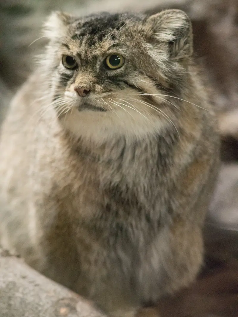 A photograph of Primula in Ueno Zoological Gardens