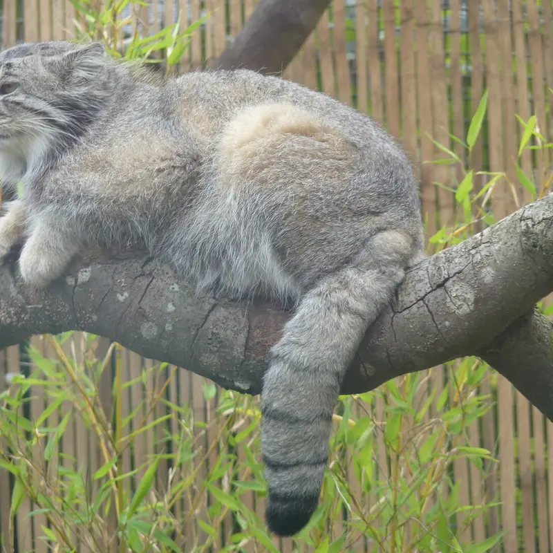 A photograph of Akiko in Edinburgh Zoo
