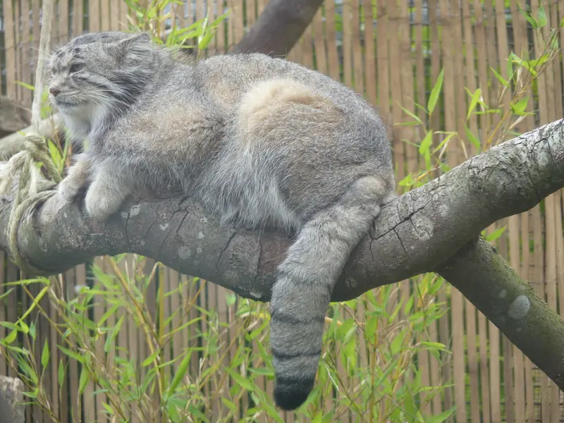 A photograph of Akiko in Edinburgh Zoo
