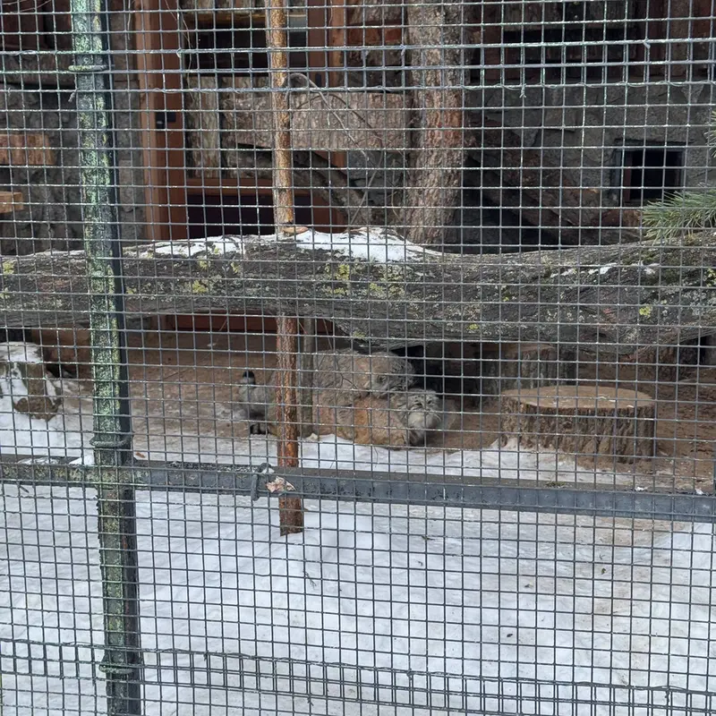 A photograph of Sven in Leningrad zoo