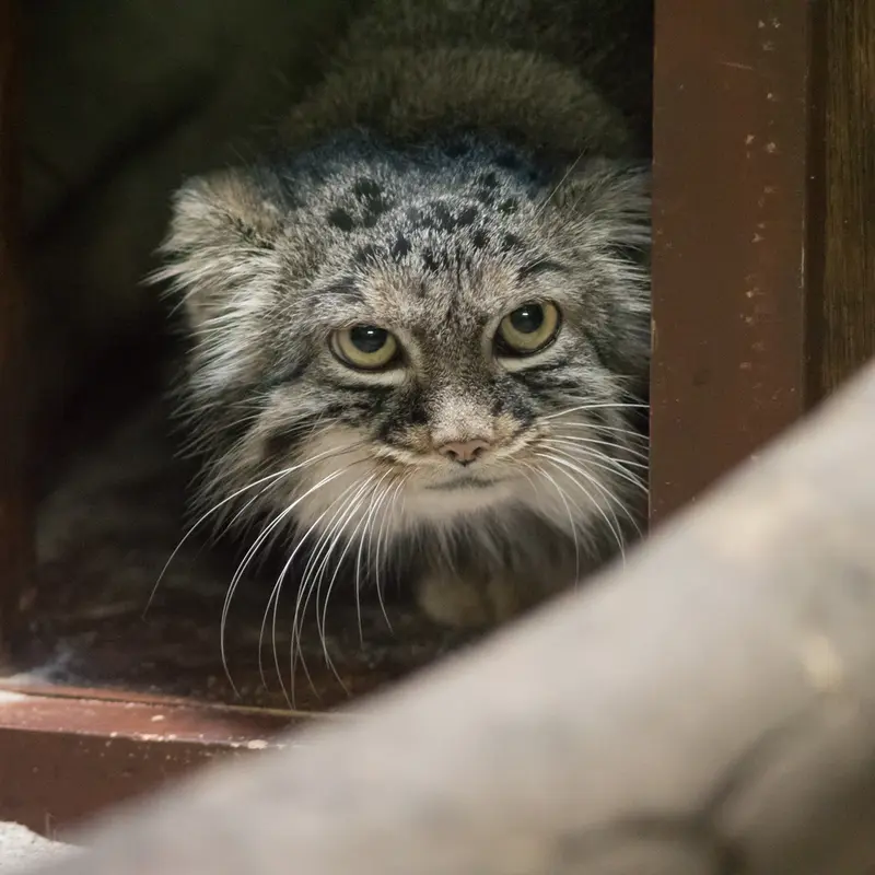 A photograph of Shafran in Ueno Zoological Gardens