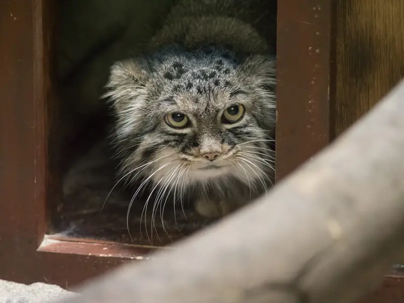 A photograph of Shafran in Ueno Zoological Gardens