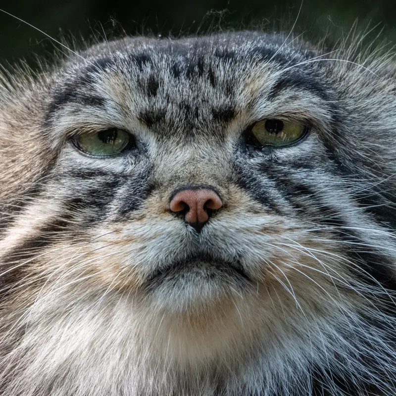 A photograph of George in Novosibirsk Zoo