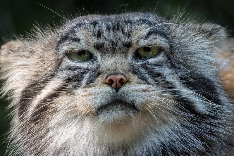 A photograph of George in Novosibirsk Zoo