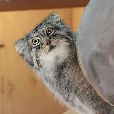 A photograph of Shar in Saitama Children's Zoo