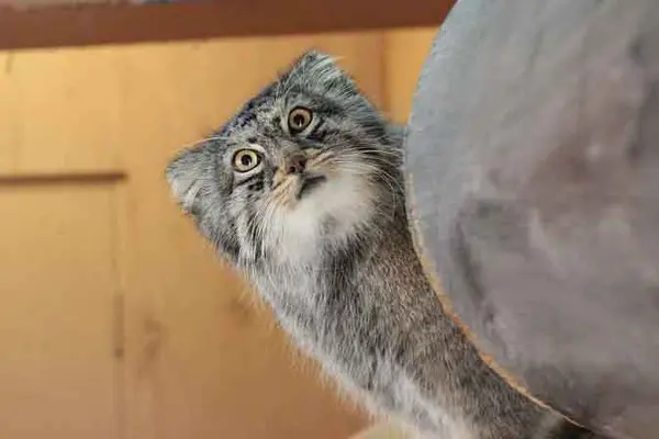 A photograph of Shar in Saitama Children's Zoo