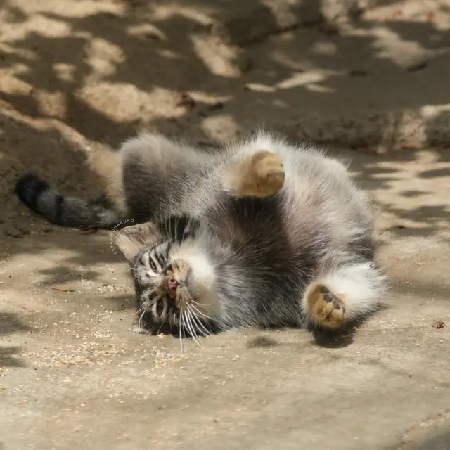 A photograph of Mei in Kobe Animal Kingdom
