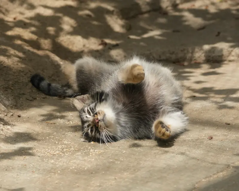A photograph of Mei in Kobe Animal Kingdom