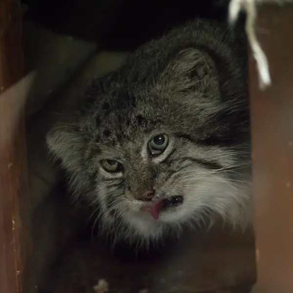 A photograph of Klyon in Ueno Zoological Gardens