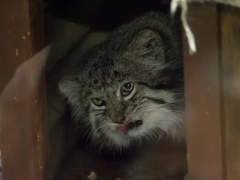 A photograph of Klyon in Ueno Zoological Gardens