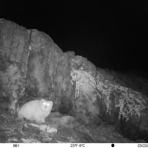 A photograph of Otocolobus manul manul from Aktas-Kunkora [new] camera trap