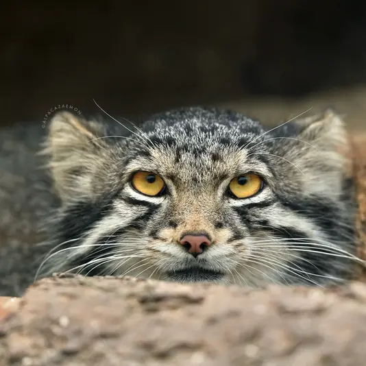 A photograph of Oto in Kobe Animal Kingdom