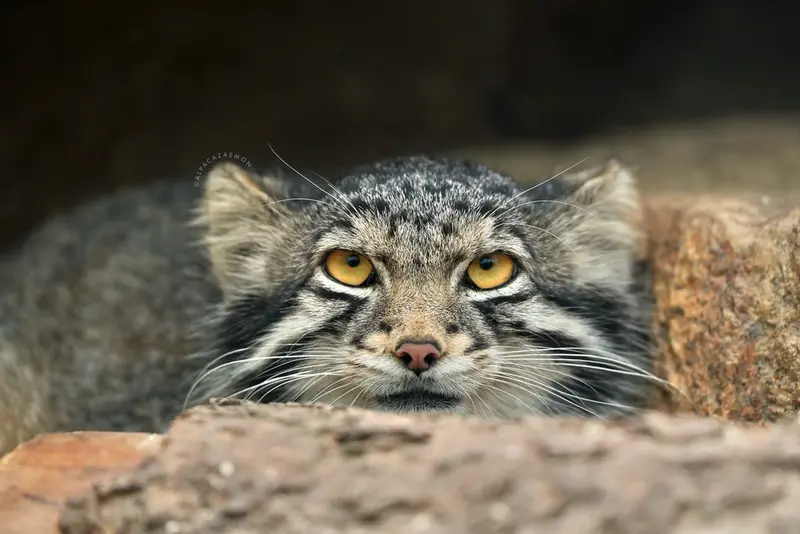 A photograph of Oto in Kobe Animal Kingdom
