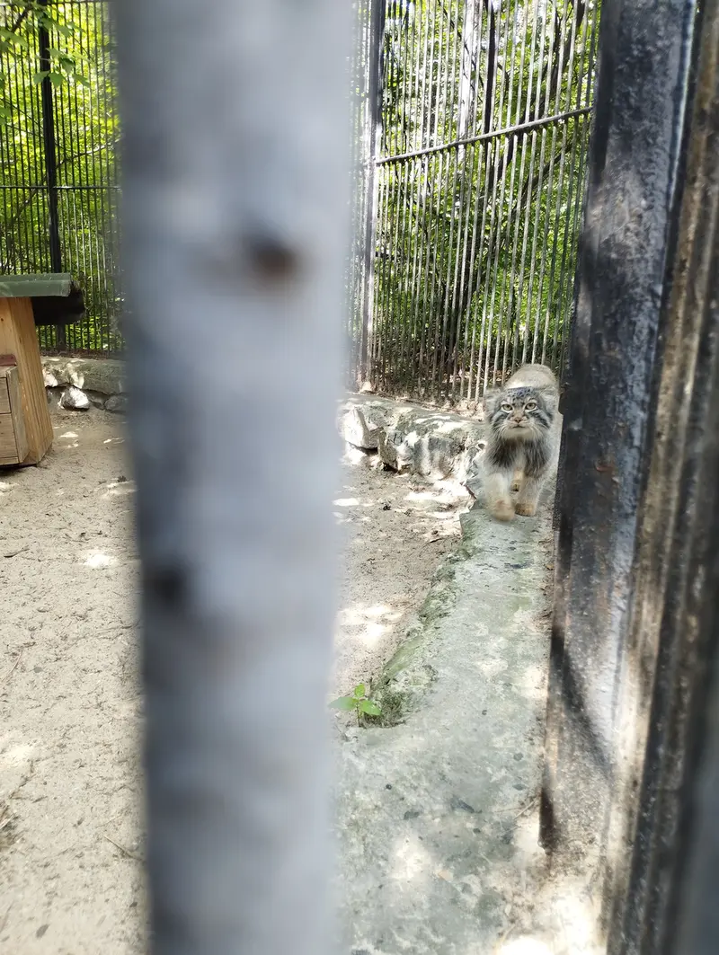 A photograph of a Pallas's cat in Novosibirsk Zoo