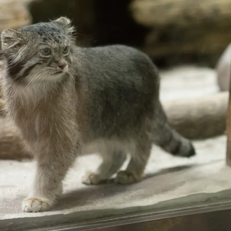 A photograph of Klyon in Ueno Zoological Gardens