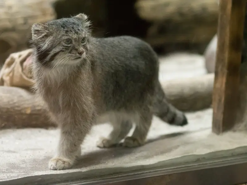 A photograph of Klyon in Ueno Zoological Gardens
