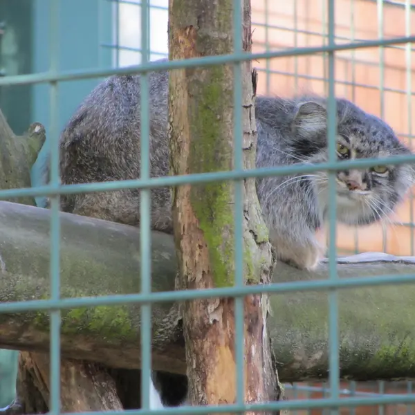 A photograph of a Pallas's cat in Tierpark Berlin