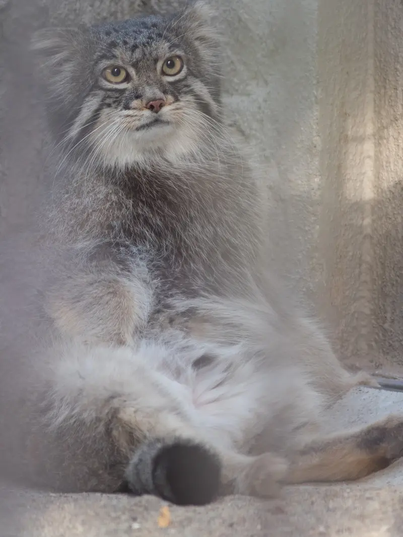 A photograph of Figa in Nogeyama Zoo