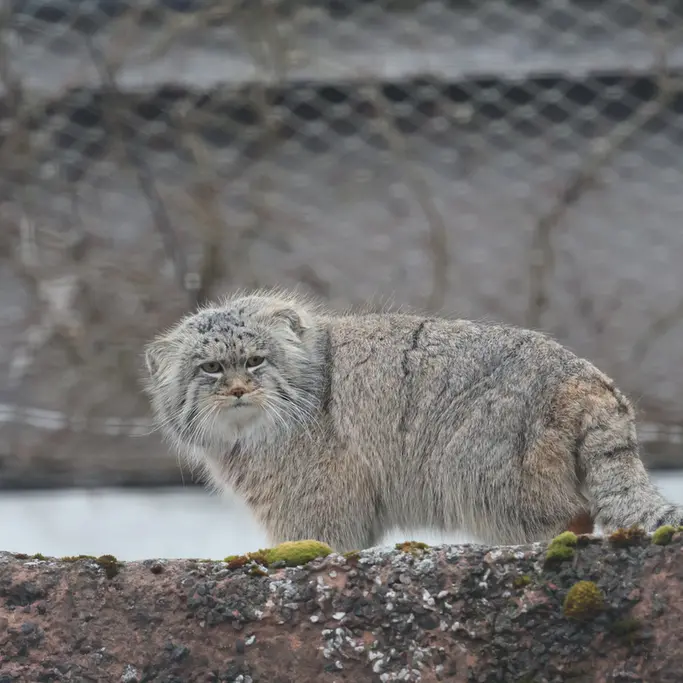 A photograph of Arkas in Korkeasaari Zoo