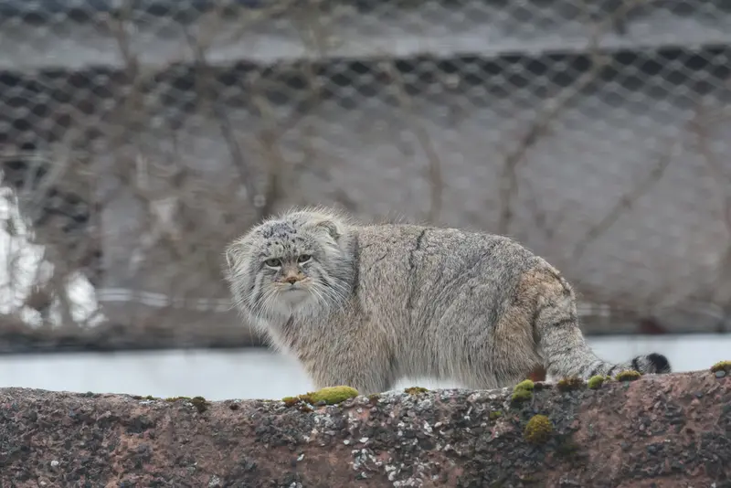 A photograph of Arkas in Korkeasaari Zoo
