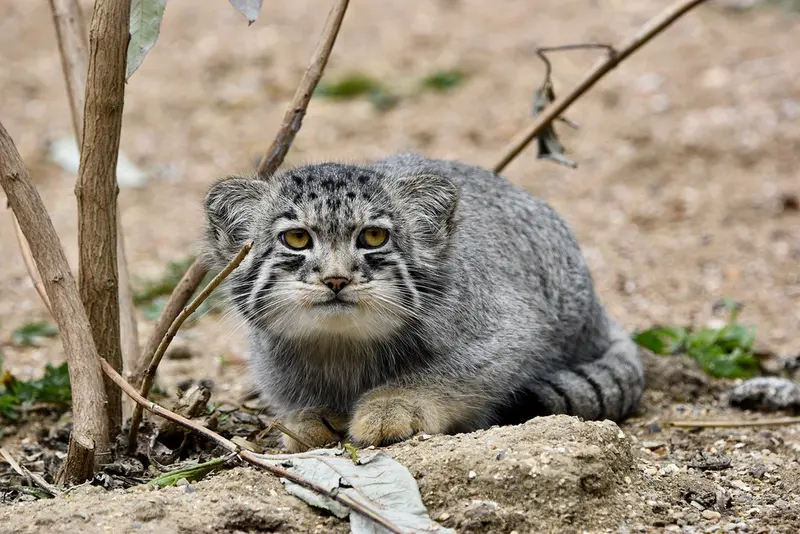 A photograph of Bat-Erdene in Port Lympne Wild Animal Park