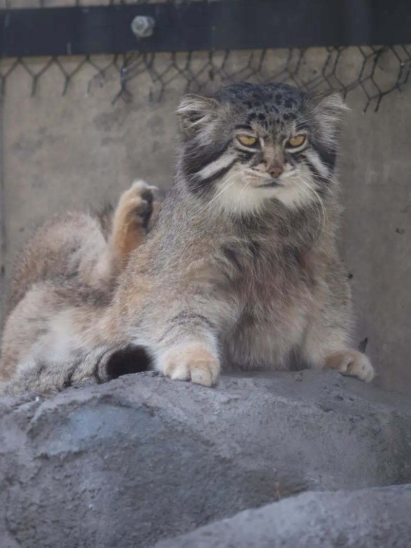 A photograph of Grusha in Asahiyama Zoo