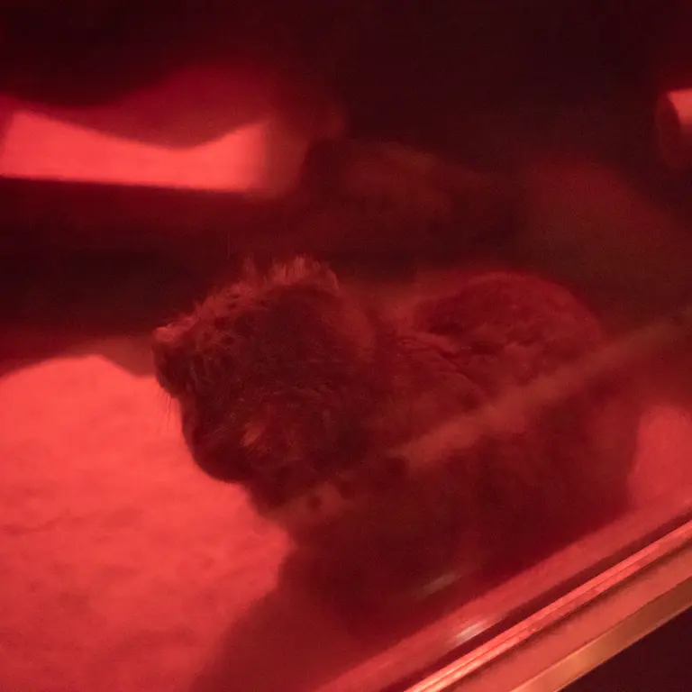 A photograph of Naim in Ueno Zoological Gardens