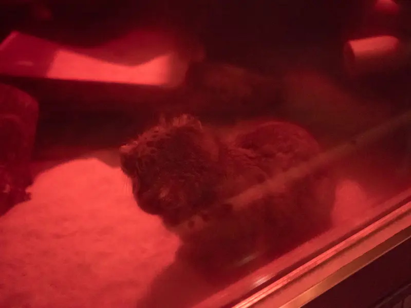 A photograph of Naim in Ueno Zoological Gardens