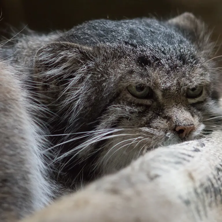 A photograph of Klyon in Ueno Zoological Gardens