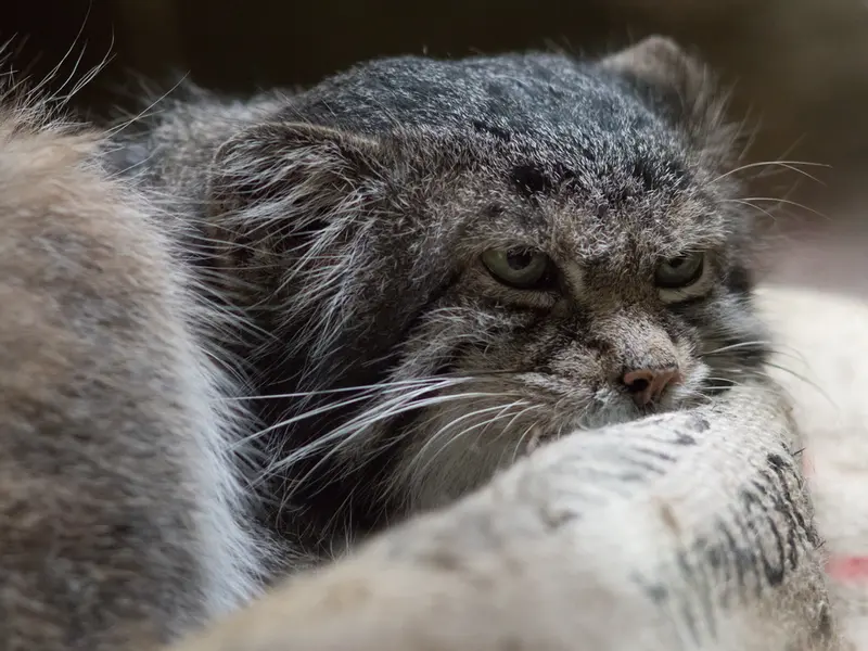 A photograph of Klyon in Ueno Zoological Gardens