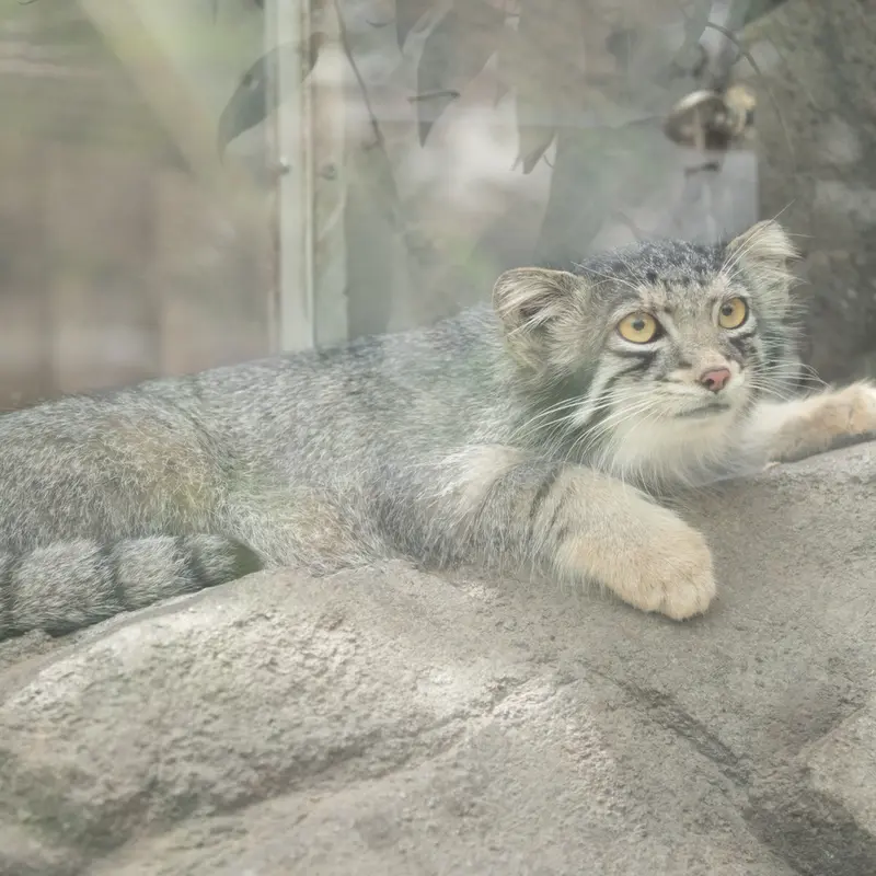 A photograph of Oto in Kobe Animal Kingdom