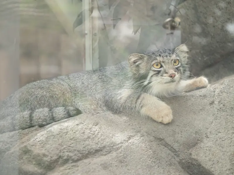 A photograph of Oto in Kobe Animal Kingdom