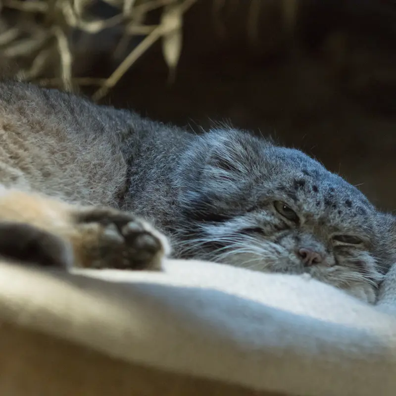 A photograph of Klyon in Ueno Zoological Gardens