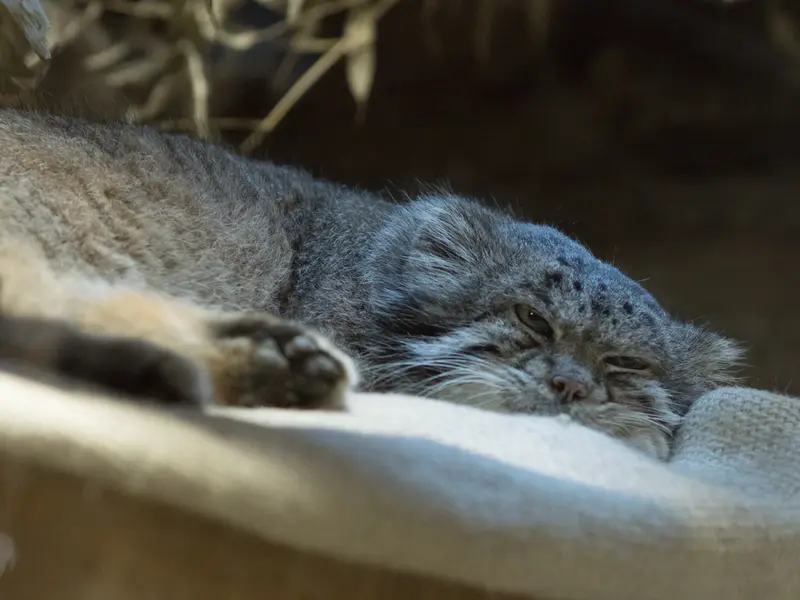 A photograph of Klyon in Ueno Zoological Gardens