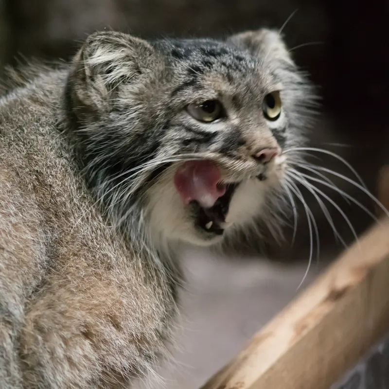 A photograph of Shafran in Ueno Zoological Gardens