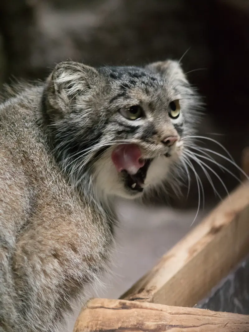 A photograph of Shafran in Ueno Zoological Gardens