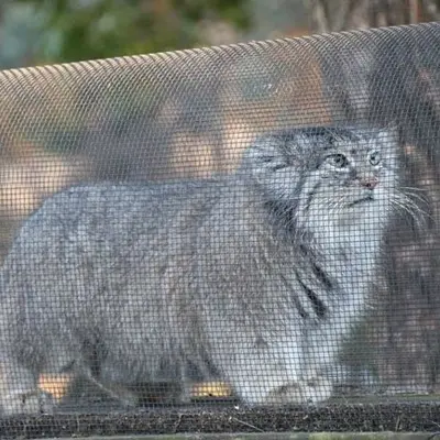 A photograph of Marie in Saitama Children's Zoo