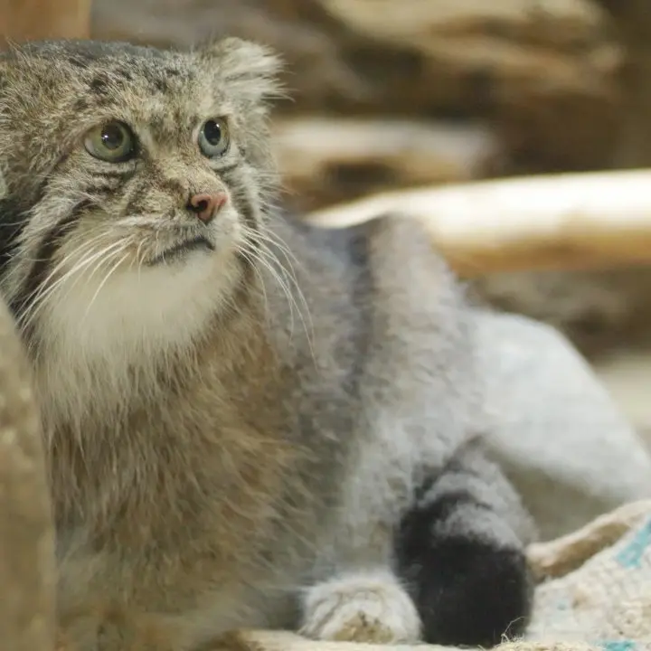 A photograph of a Pallas's cat in Ueno Zoological Gardens