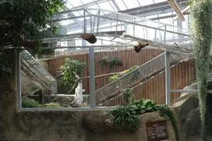 A photograph of a Pallas's cat in Kobe Animal Kingdom