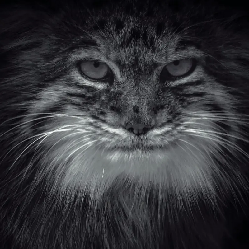 A photograph of Pomponnette in Lille Zoo