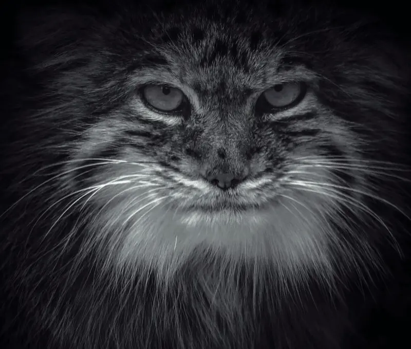 A photograph of Pomponnette in Lille Zoo
