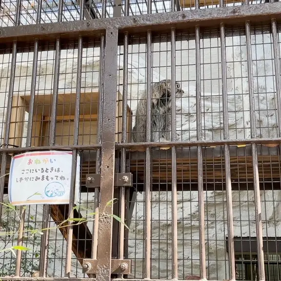 A photograph of a Pallas's cat in Nogeyama Zoo