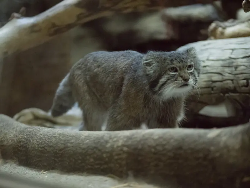 A photograph of Klyon in Ueno Zoological Gardens