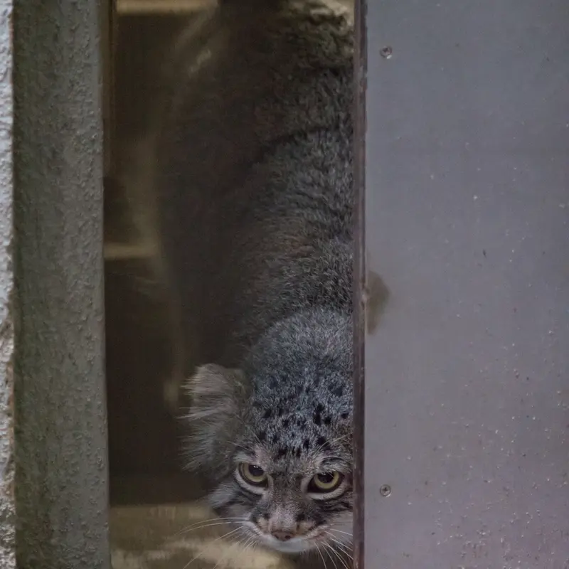 A photograph of Figa in Nogeyama Zoo