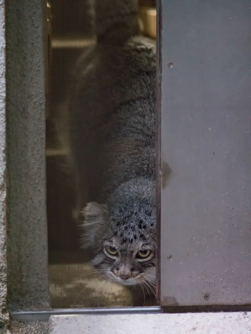 A photograph of Figa in Nogeyama Zoo