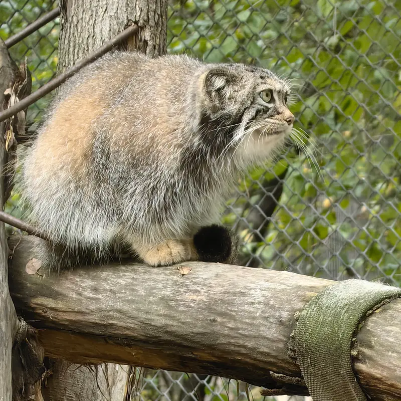 A photograph of Eve in Novosibirsk Zoo