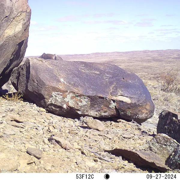 A photograph of Kazakh pika from Koshkar camera trap